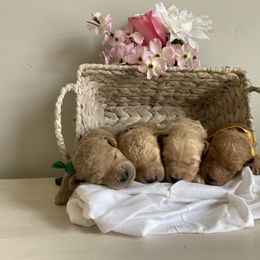 Aussiedoodle and Goldendoodle Puppies from Utah Faith Doodles