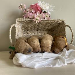 Aussiedoodle and Goldendoodle Puppies from Utah Faith Doodles