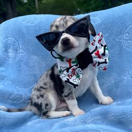 Louis AKC - Blue merle male Chihuahua puppy in Seneca, Missouri from Stephanie’s Puppy Colony