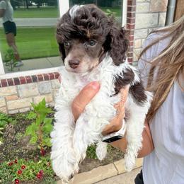 Muffin - Brown male Poodle puppy in Sperry, Oklahoma from PuppyLove Poodles