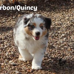Bourbon - Blue merle male Miniature Australian Shepherd puppy in Garden Plain, Kansas from Krazy K Aussies