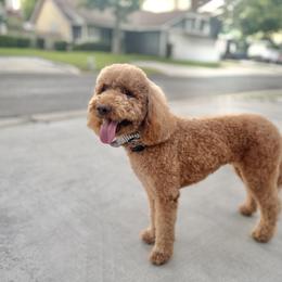 Ellie - Goldendoodle