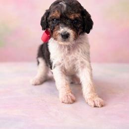 Ember - Chocolate female Cavapoo puppy in Ville Platte, Louisiana from The Barkery