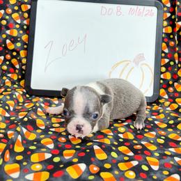 Zoey - Blue female Boston Terrier puppy in Fillmore, Illinois from Wind Hill Puppies