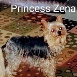 Princess - Yorkshire Terrier