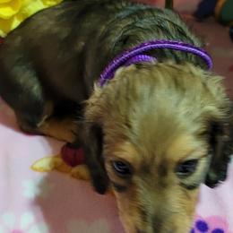 Dachshund Puppies from CLARK'S BREEDING PROGRAM