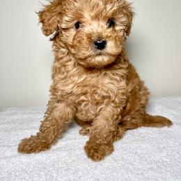 Aussiedoodle and Goldendoodle Puppies from Dandy Doodle Ranch