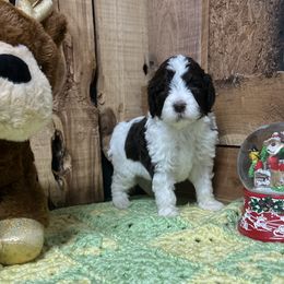 Donner - Aussiedoodle puppy from H & A Kennels