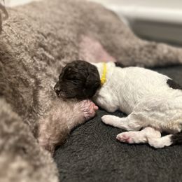 Yellow - Parti female Poodle puppy in Ponce De Leon, Florida from Above the Standard Dogs