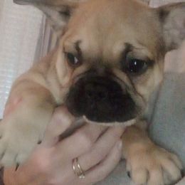 French Bulldogs from Gisclair Farm