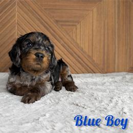 Blue Boy - Merle male Goldendoodle puppy in Modesto, California from Two Doods Doodles