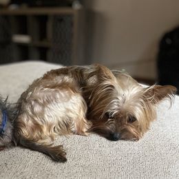 Shih Tzus and Yorkshire Terriers from Gina's Lil Zues and Yorkies Kennel