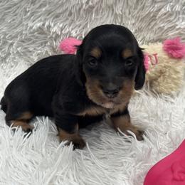 Girl 1 pink collar - Black and tan female Dachshund puppy in Chicago, Illinois from RGZ Doxies