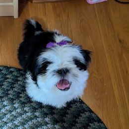 Shih Tzu Puppies from The Ruff Life Tribe