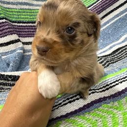 Male 5 - Red merle male Miniature Australian Shepherd puppy in Mount Airy, Georgia from North Georgia Gems
