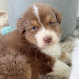 Serrano - Red tri-color male Australian Shepherd puppy in Kearney, Nebraska from Helix Aussies