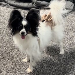 Hazel - Papillon