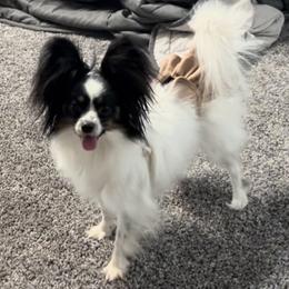 Hazel - Papillon