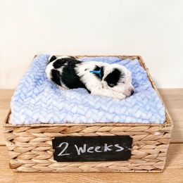 Assorted Doodle Crosses, Goldendoodle, and Sheepadoodle Puppies from Novadoodles801