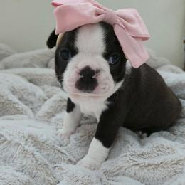 Lucy - Black brindle and white female Boston Terrier puppy in Leola, Pennsylvania from Edna's Homegrown Frenchies