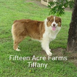 Tiffany - Australian Shepherd