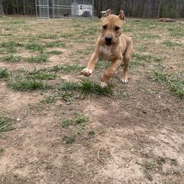 American Bully and American Pit Bull Terrier Puppies from Terminal Velocity Kennels LLC