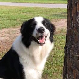 Bella - Border Collie