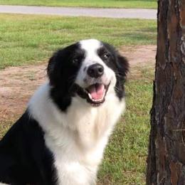 Bella - Border Collie