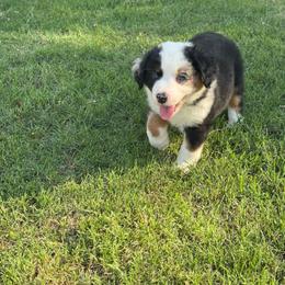 Biggie Baby - Blue merle male Australian Shepherd puppy in Tennessee from PaintedS Aussies