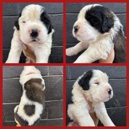 Red - Mahogany and white male Saint Bernard puppy in Ladysmith, Wisconsin from Northwoods Saint Bernards