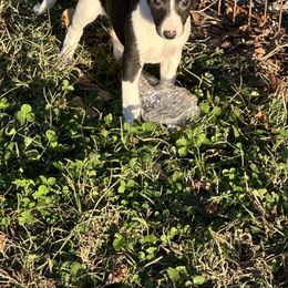 Maggie - Black female Whippet puppy in Kings Mountain, North Carolina from WesAnn’s