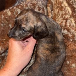 Cash - Cream male Dachshund puppy in Willow Springs, Missouri from Willow Weiner Ranch