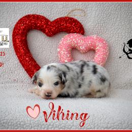 Viking - Blue merle male Miniature Australian Shepherd puppy in Madisonville, Texas from Flying LL Aussies