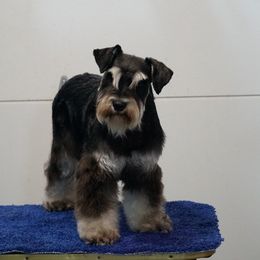 Aussiedoodles and Miniature Schnauzers from Hidden Springs Farms