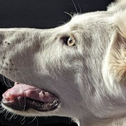 German Shepherds from East Coast k9's