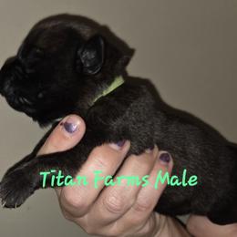 Boy 5 - male Cane Corso puppy in Yale, Michigan from Titan Farms