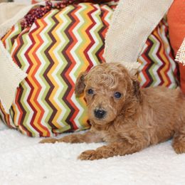 Shadow - Apricot male Poodle puppy in Stokesdale, North Carolina from His and Hers Poodles and Doodles
