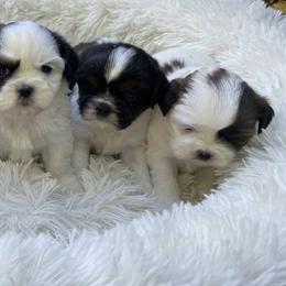Shih Tzu puppies from Shih Tzu Pups