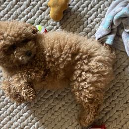 Maltipoos from Waffles puppies