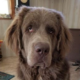 Clark  - Newfoundland