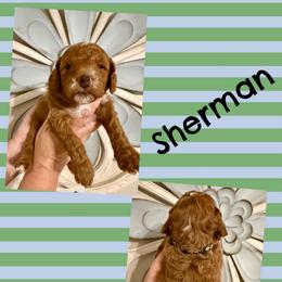 Sherman - Red  male Goldendoodle puppy in Chattanooga, Tennessee from Scenic City Doodles