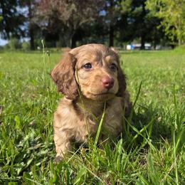 Flynn - Cream male Dachshund puppy in Yacolt, Washington from Cassiopeia Doxies