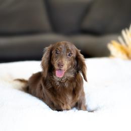Holly - Dachshund
