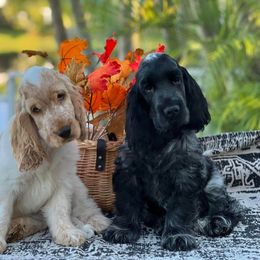 English Cocker Spaniel Puppies from Bellaluna English Cockers