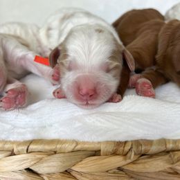 Goldendoodle Puppies from Ruby's Kit & Ka'Doodles