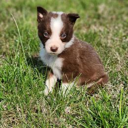 Boy 4 Black Collar - White and red male Border Collie puppy in Shelbyville, Tennessee from C Horns Ranch Border Collies
