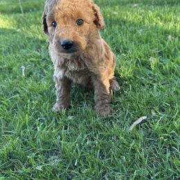 Boy 3- Green - Cream male Goldendoodle puppy in Luana, Iowa from Country View Bernedoodles and Goldendoodles
