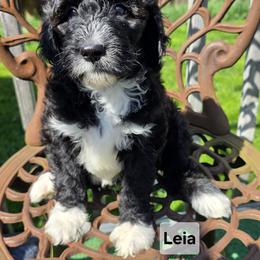 Princess Leia - Black female Goldendoodle puppy in Shelby Township, Michigan from Shelby Doodles MI LLC