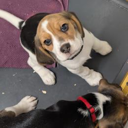 Black - Black tan and white female Beagle puppy in Vallejo, California from Tailwindfarm