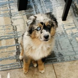 Miniature Australian Shepherd Puppies from Rebel Creek Mini Aussies